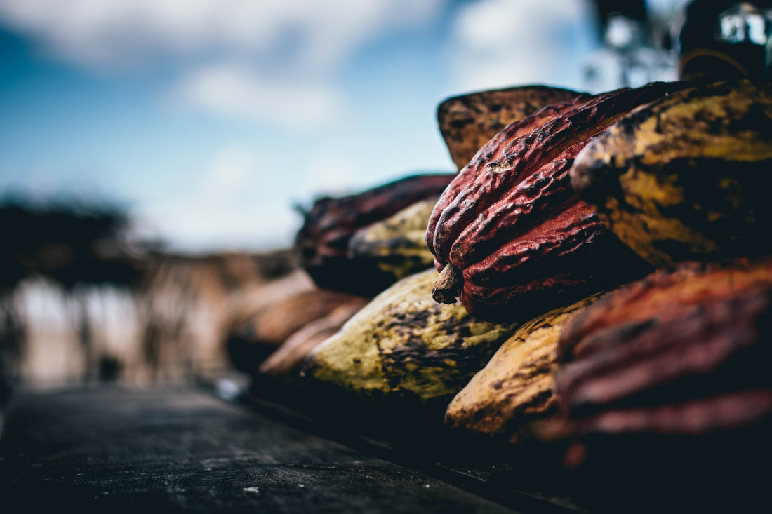 Deep Dive: Cacao Sourced from Uganda's Semuliki Forest